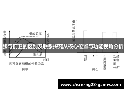 腰与前卫的区别及联系探究从核心位置与功能视角分析